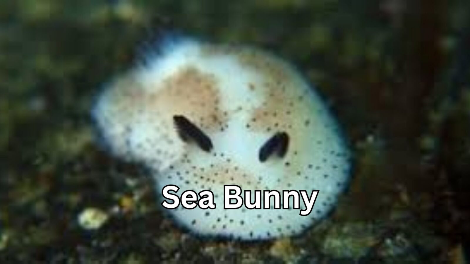Sea Bunny: A Fascinatingly Cute Yet Surprisingly Powerful Ocean Creature